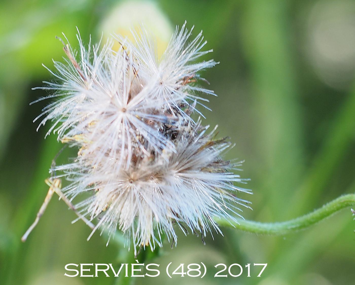 Thistle, Yellow melancholy fruit